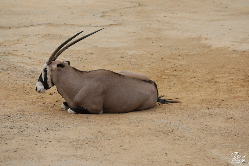 Zoo de La Boissière du Doré