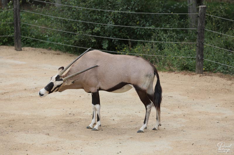 Zoo de La Boissière du Doré