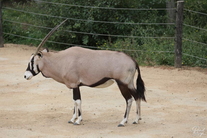 Zoo de La Boissière du Doré