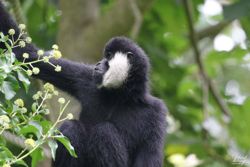 Gibbon à favoris blancs du Nord