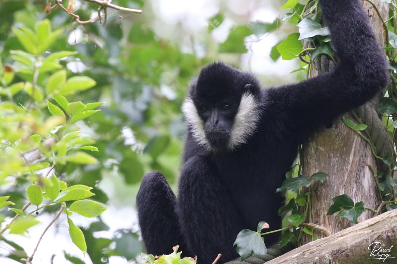 Zoo des Sables d'Olonne