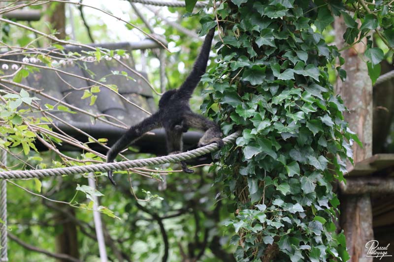 Zoo des Sables d'Olonne