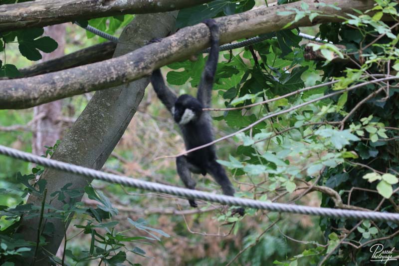 Zoo des Sables d'Olonne