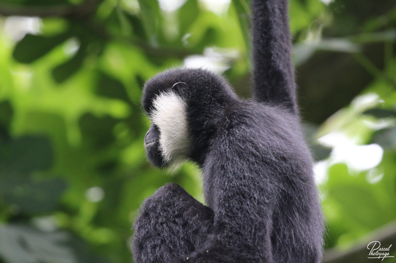 Zoo des Sables d'Olonne