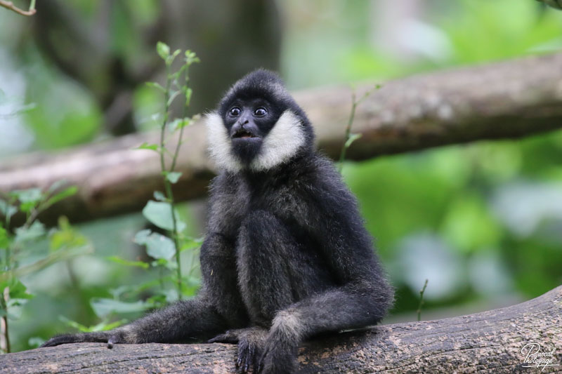 Zoo des Sables d'Olonne