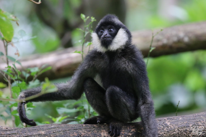 Zoo des Sables d'Olonne