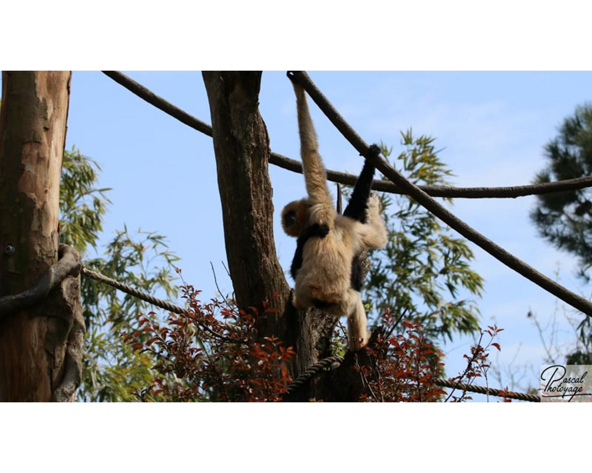 BioParc de Doué La Fontaine