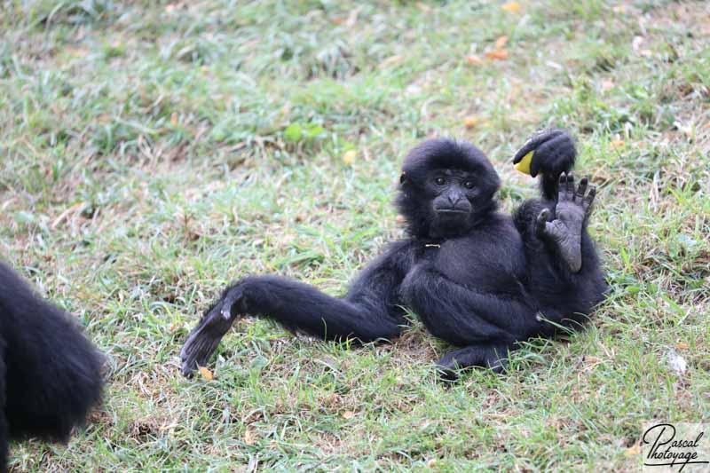 Gibbon syamang