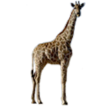 Girafes, Okapi