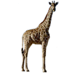 Les giraffides