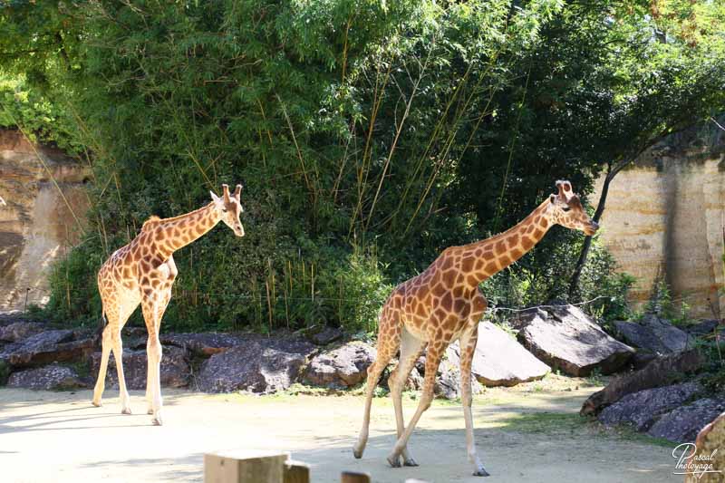 BioParc de Doué La Fontaine