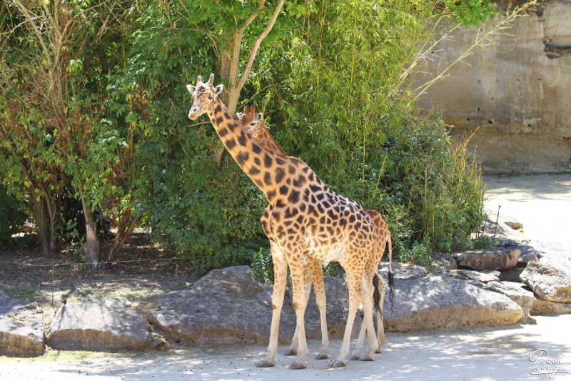 BioParc de Doué La Fontaine