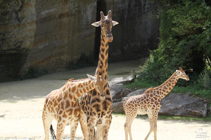 BioParc de Doué La Fontaine