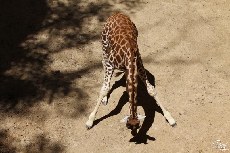 BioParc de Doué La Fontaine