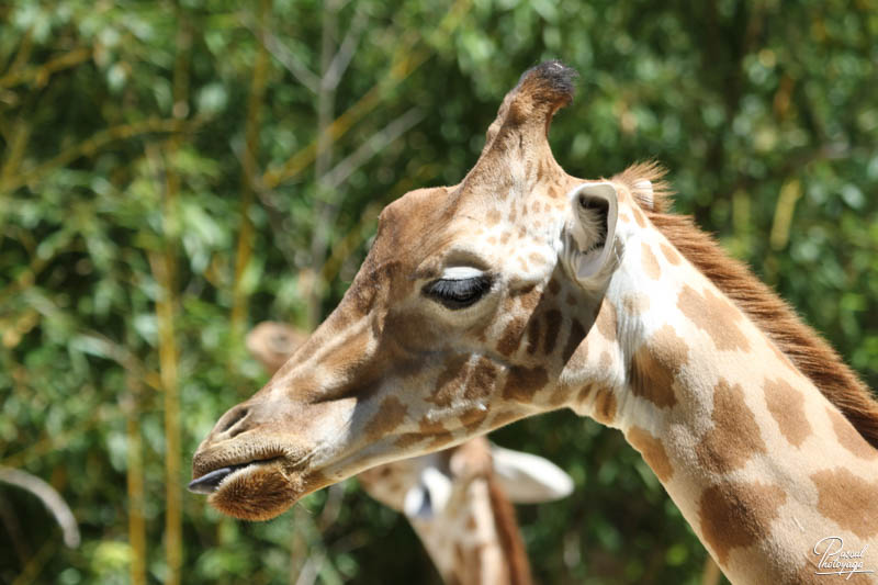 BioParc de Doué La Fontaine