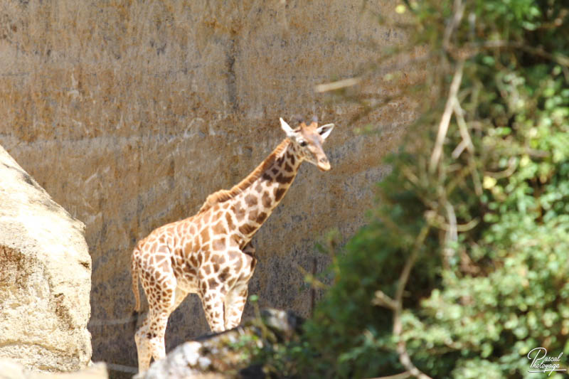 BioParc de Doué La Fontaine