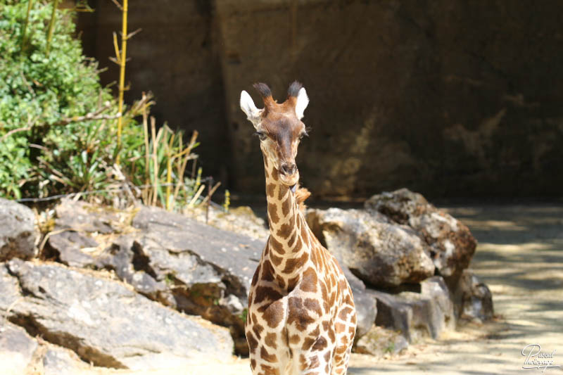 BioParc de Doué La Fontaine