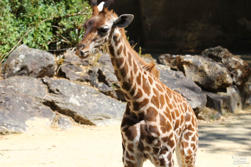 BioParc de Doué La Fontaine