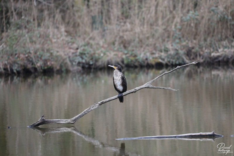 Réserve ornithologique du Teich