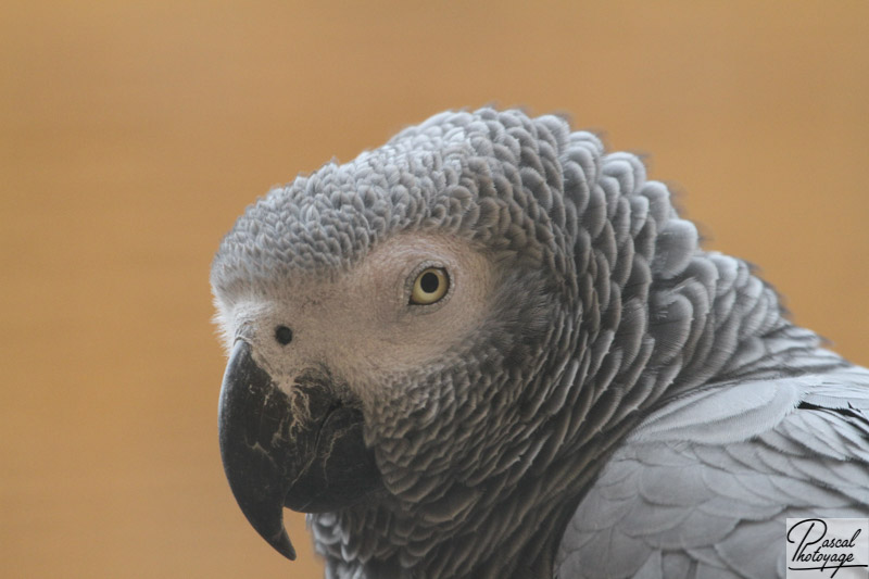Gris du Gabon