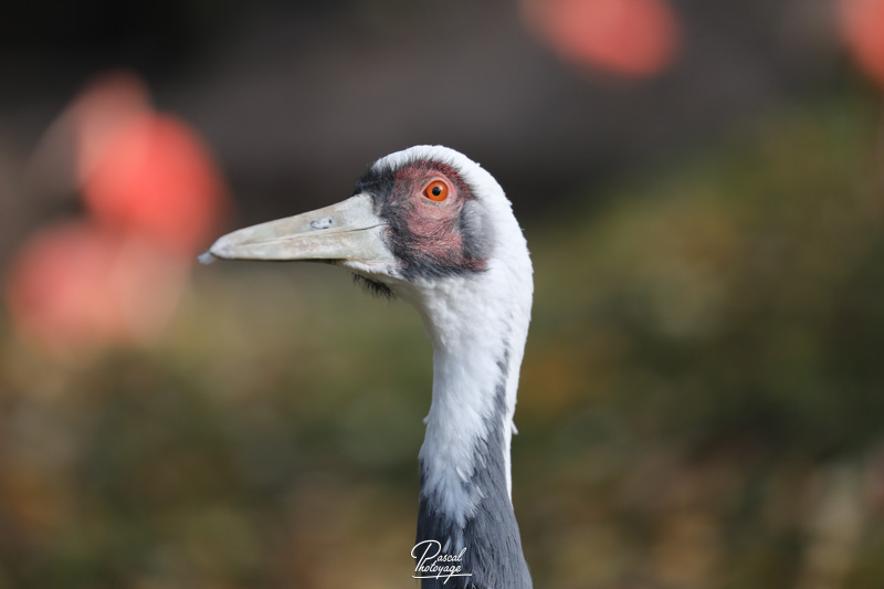 Grue à cou blanc