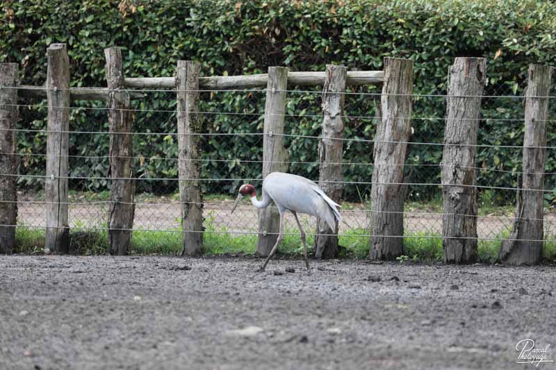 Zoo du bassin d'Arcachon