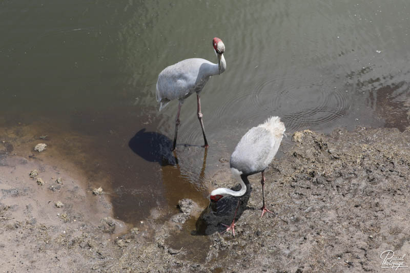 Zoo du bassin d'Arcachon