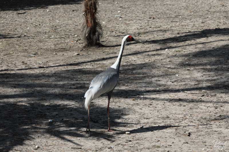 Zoo du bassin d'Arcachon