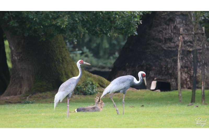 Parc de Branféré