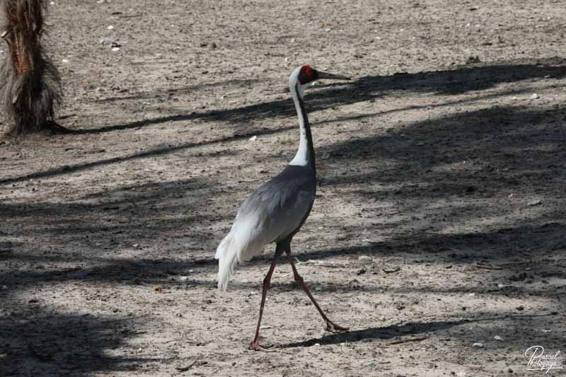 Zoo du bassin d'Arcachon