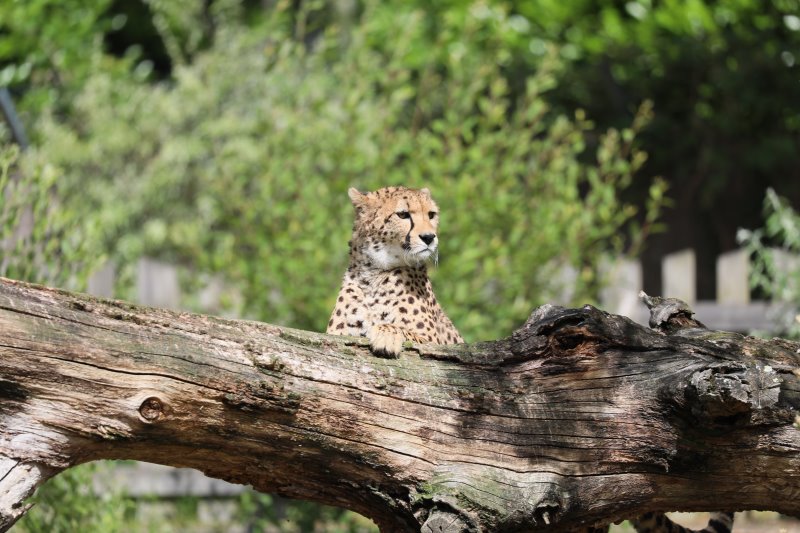 Zoo de Bordeaux-Pessac