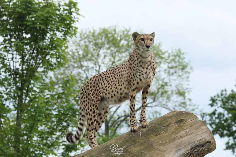 Guépard