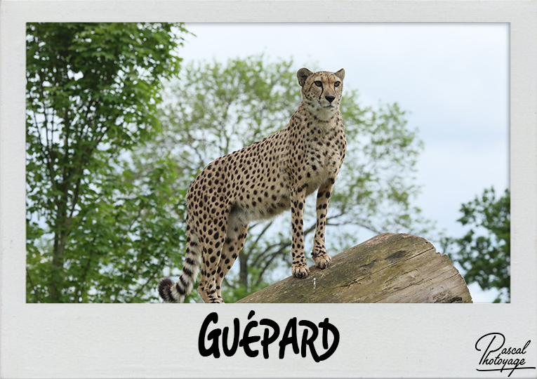 guépard_polaroid_765x540px.jpg