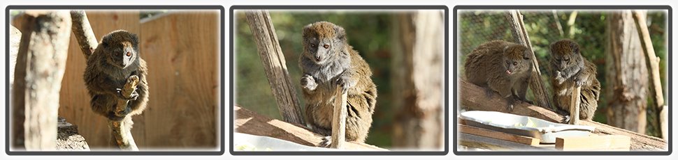 hapalemur_du_lac_alaotra_accueil_fiche_animale_03_970x230px.jpg