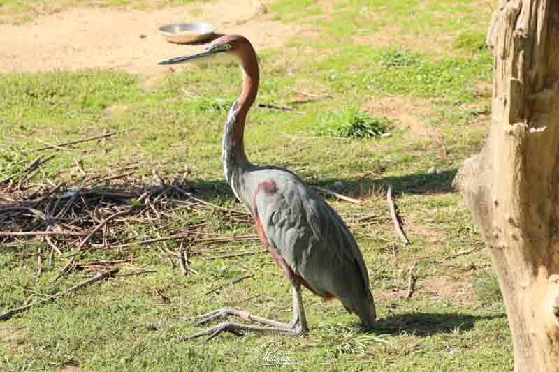 Héron goliath