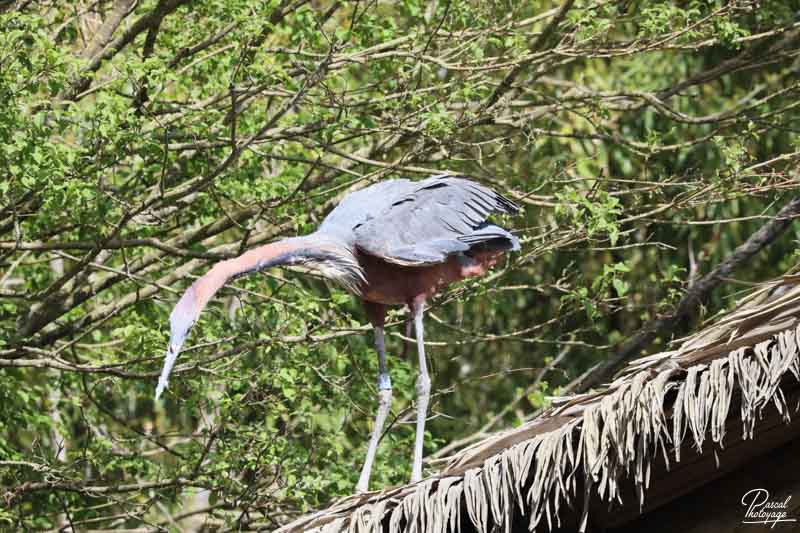 BioParc de Doué La Fontaine