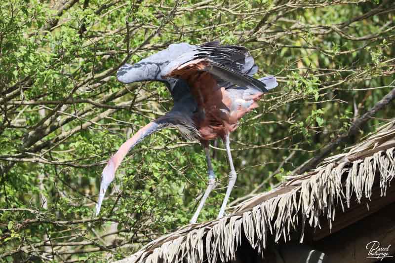 BioParc de Doué La Fontaine