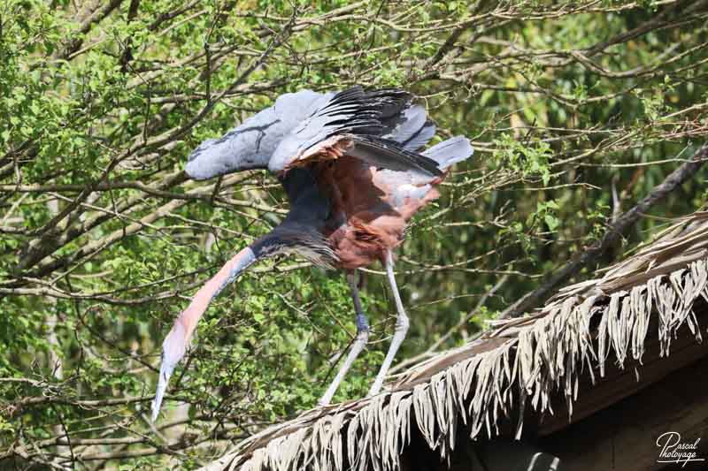 BioParc de Doué La Fontaine