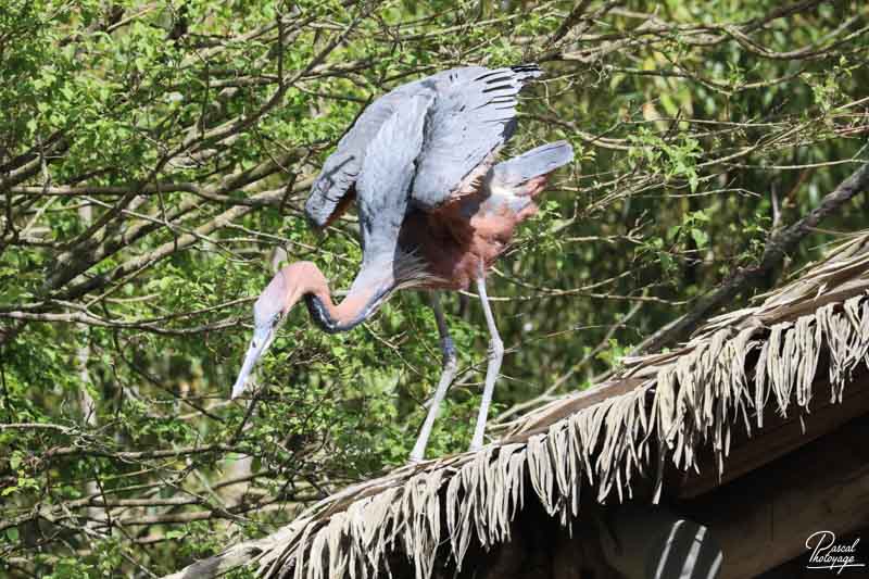 BioParc de Doué La Fontaine