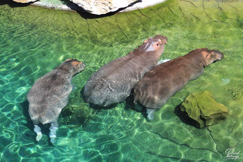 ZooParc de Beauval