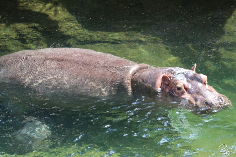 ZooParc de Beauval