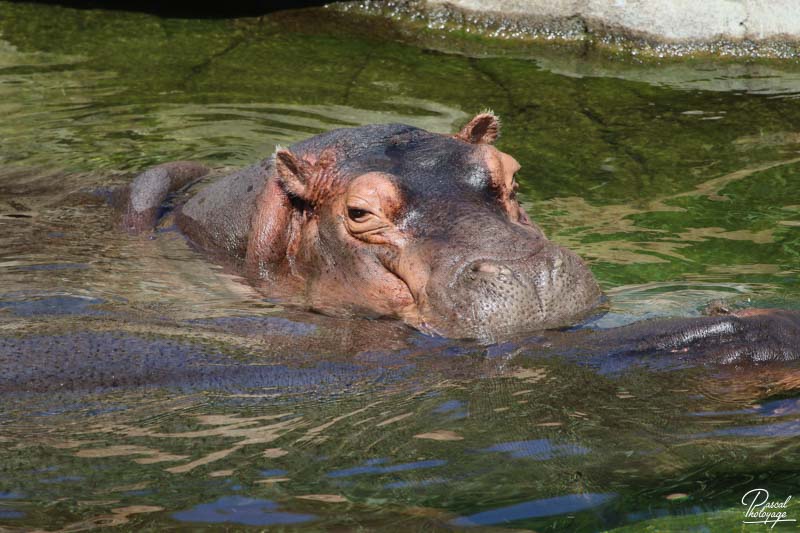 ZooParc de Beauval