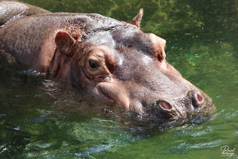 ZooParc de Beauval