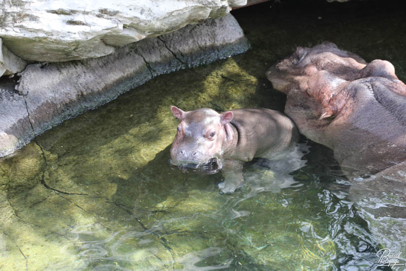 ZooParc de Beauval