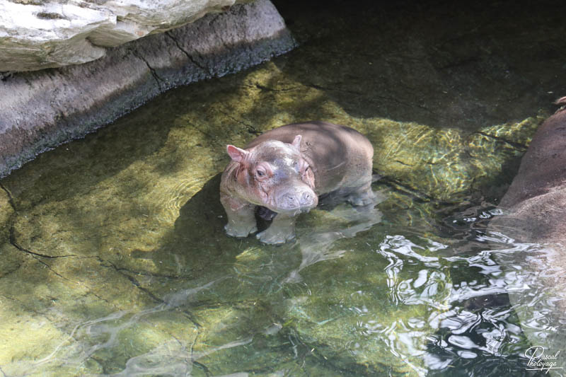 ZooParc de Beauval