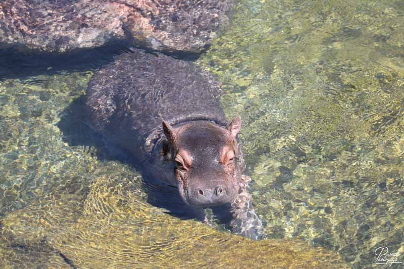 ZooParc de Beauval