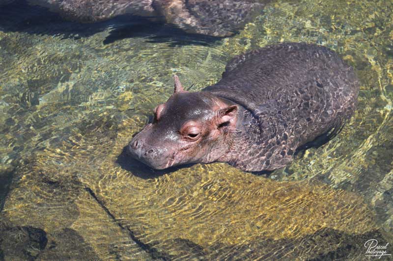 ZooParc de Beauval