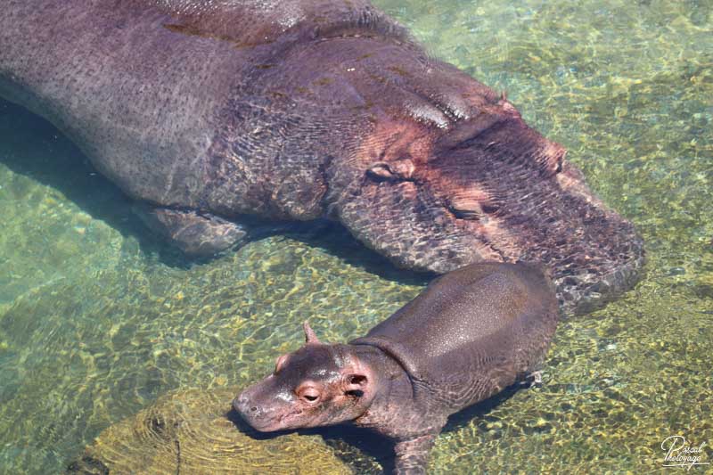 ZooParc de Beauval