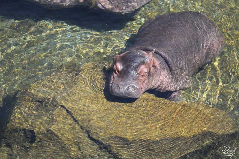 ZooParc de Beauval