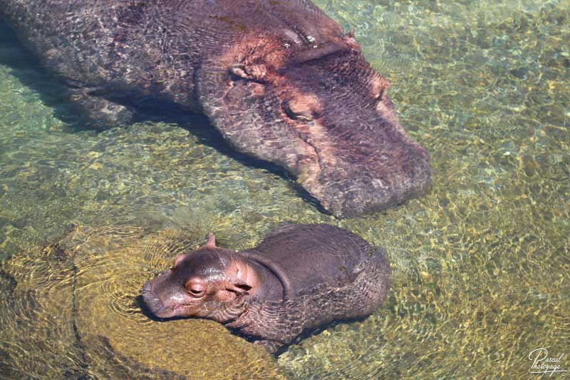 ZooParc de Beauval